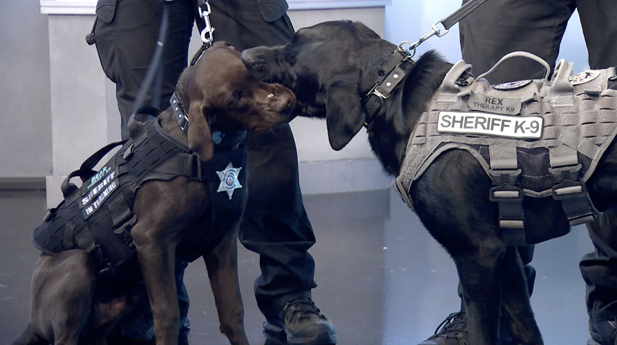 "RexRun" Helps K9's in Aurora