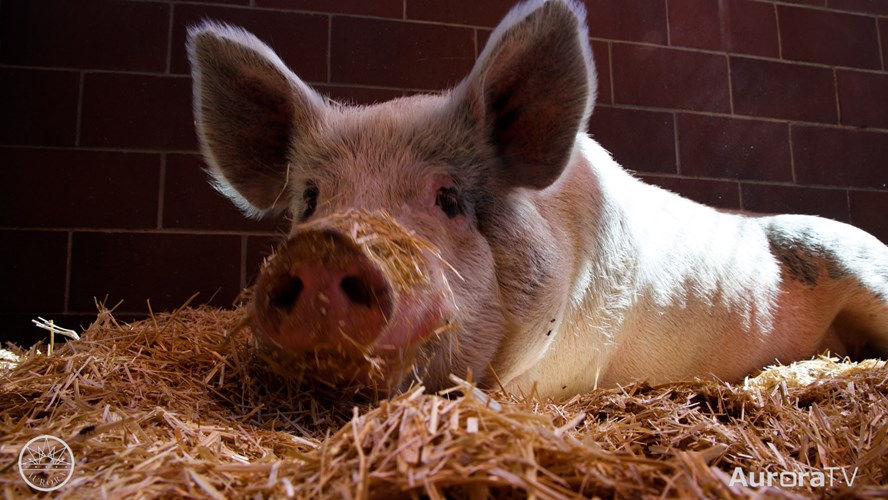 Dash Around City Lands Pig at Shelter