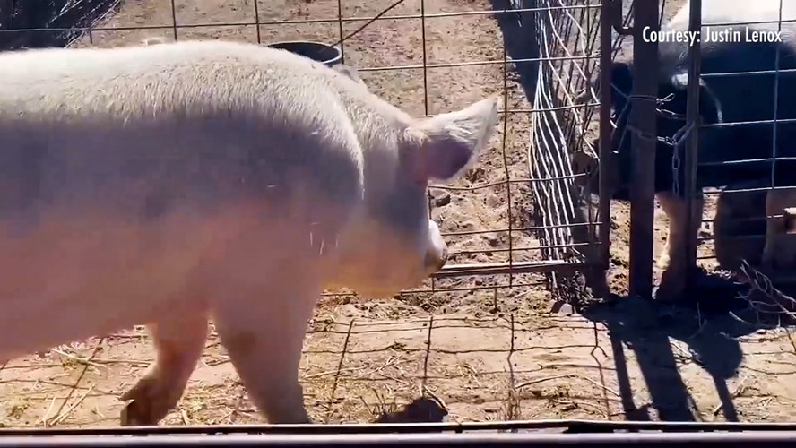 Fred the Pig Finds New Home