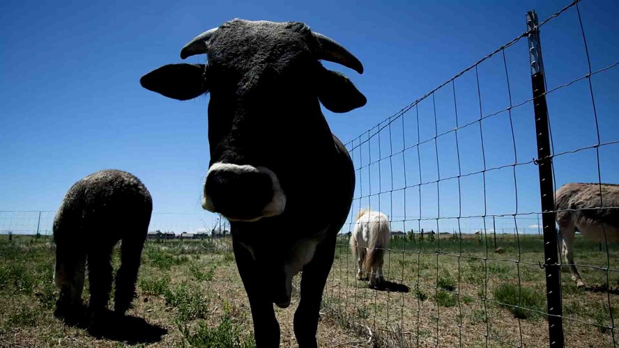 New Farm Animals at Plains Conservation Center