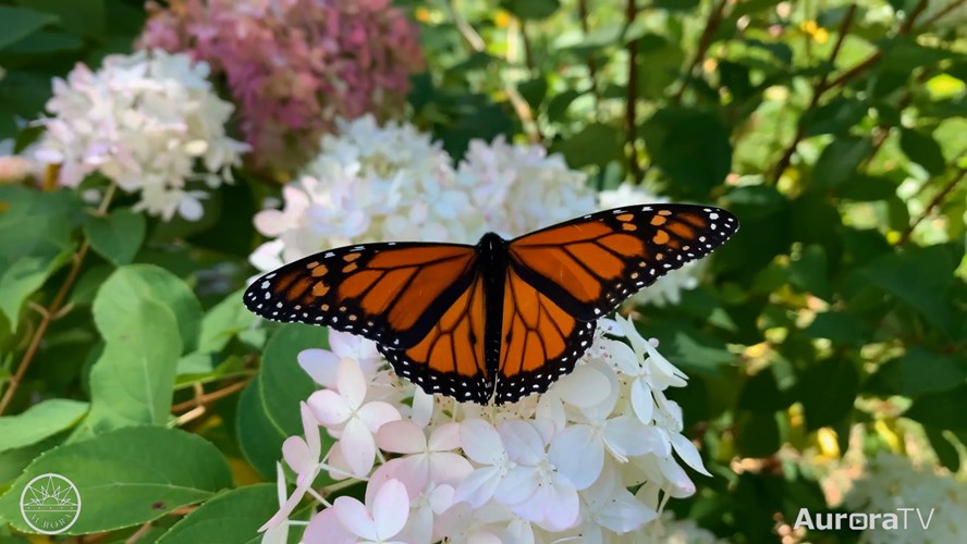 City of Aurora Helps Monarch Butterflies