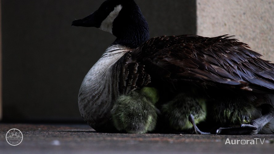 Baby Geese at Aurora Municipal Center